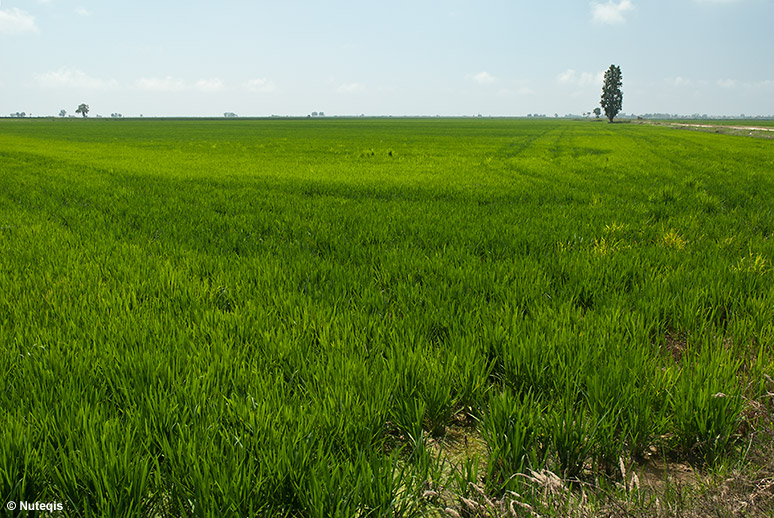 Katalonia, delta rzeki Ebro - jak okiem sięgnąć pola ryżu